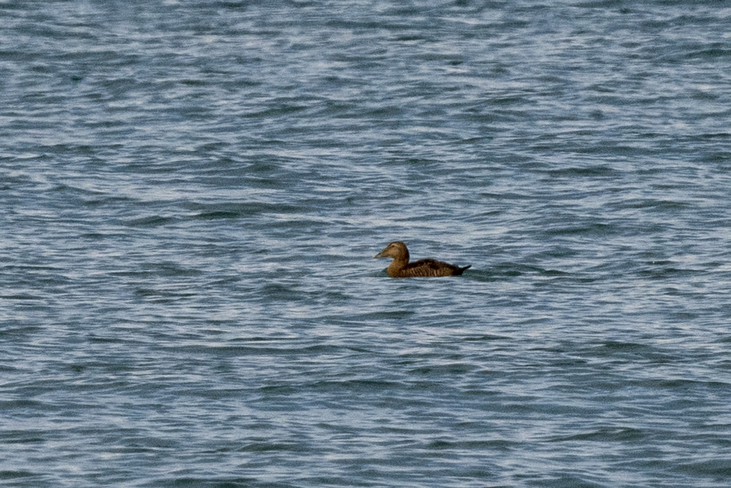 Common Eider